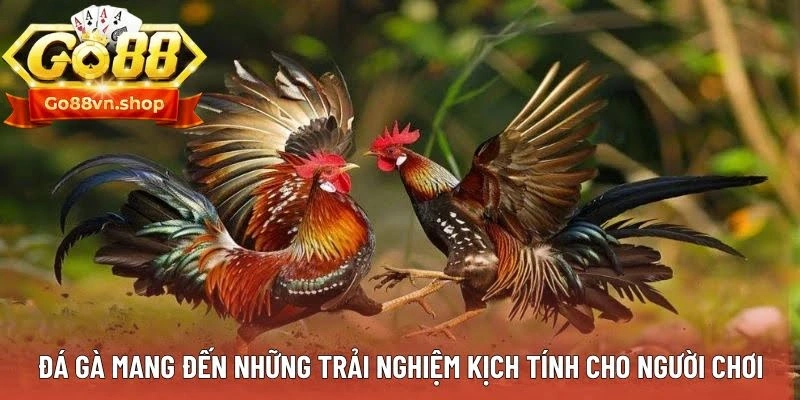 Đá gà mang đến những trải nghiệm kịch tính cho người chơi