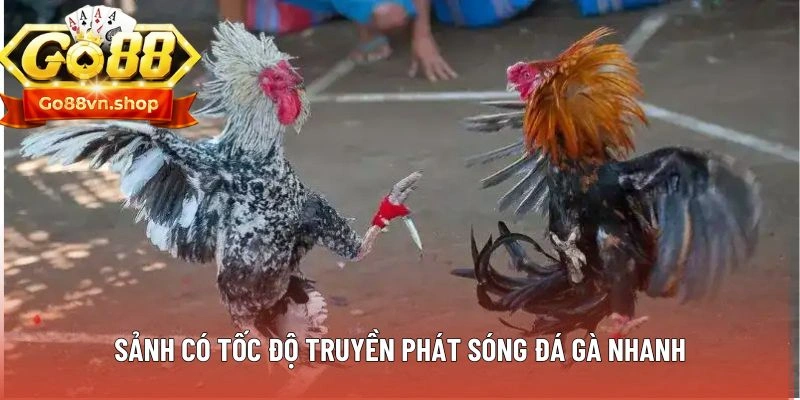 Sảnh có tốc độ truyền phát sóng đá gà nhanh