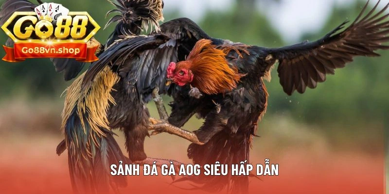 Sảnh đá gà AOG siêu hấp dẫn